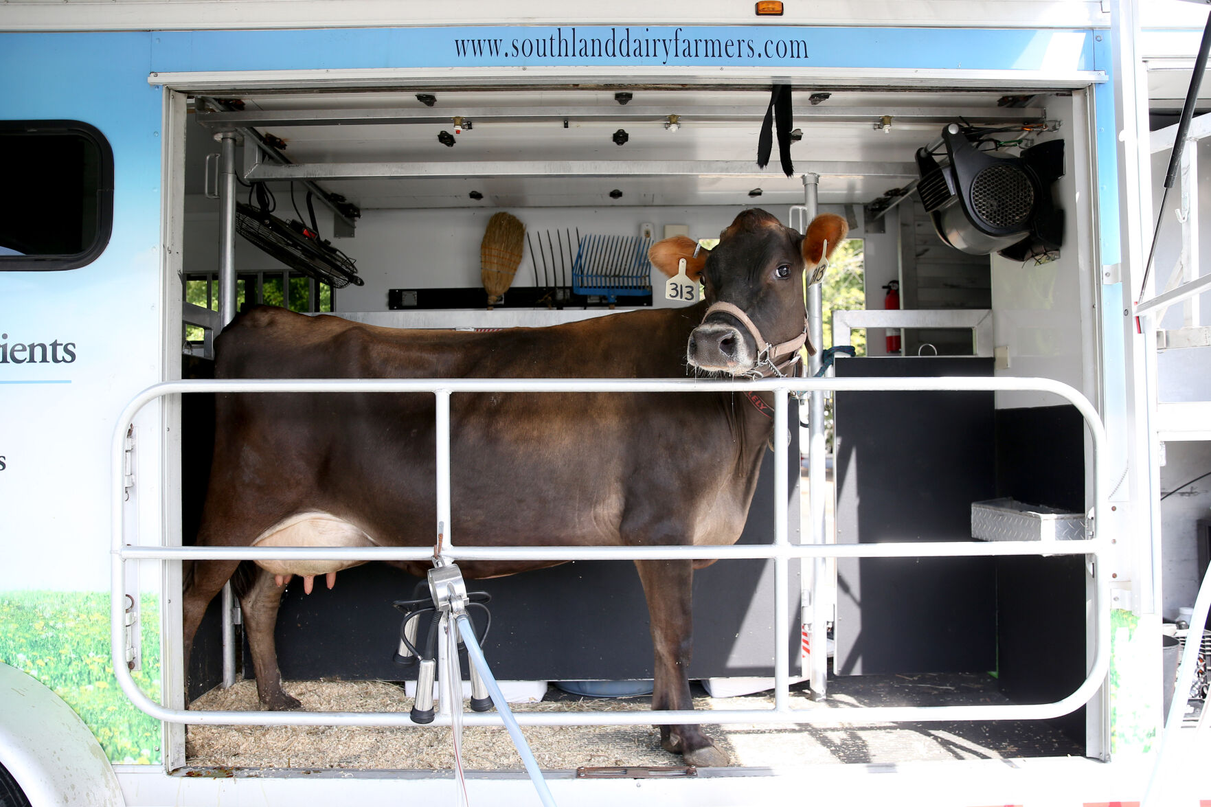 051721-cdp-news-COW233.JPG
